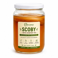 Kombucha SCOBY with Starter Tea